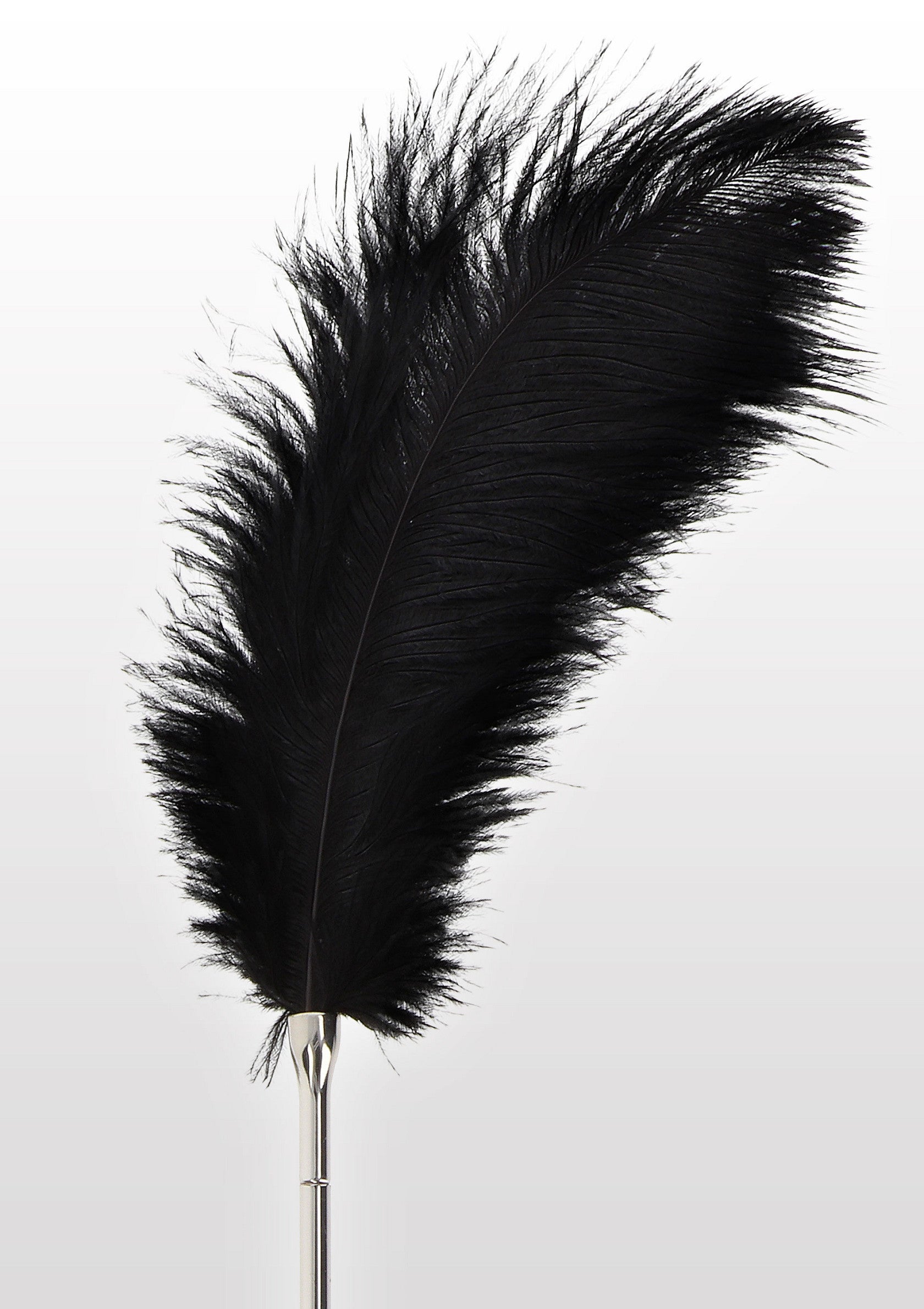 Plumero negro